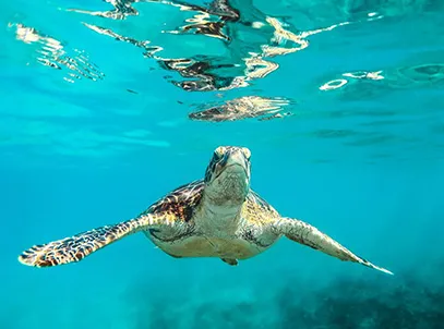 Exclusive Deal- The Verandah Resort & Spa Antigua All Inclusive
