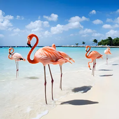Aruba