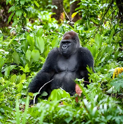 Central African Republic