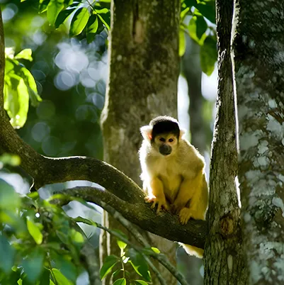 French Guiana
